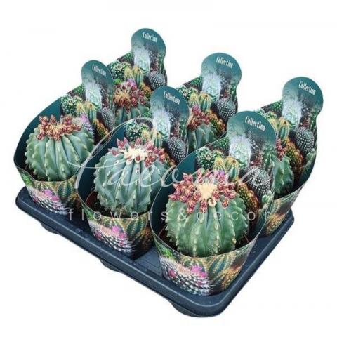 Кактус 14*15 Ferocactus glaucescens inermis