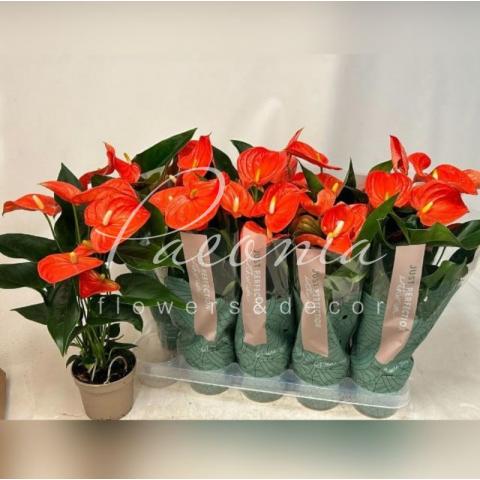 Антуриум 12*40-45 оранжевый Orange Champion