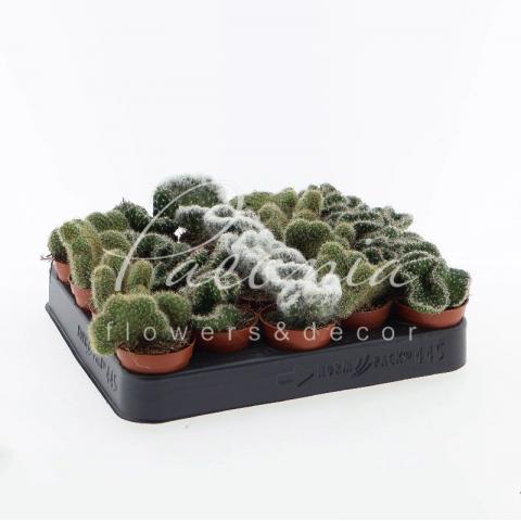 Кактус 05*08 Mammillaria cristata мікс