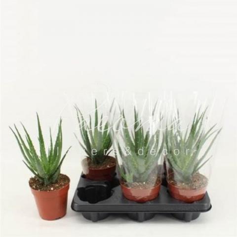 Алое 12*30 деревоподібне arborescens