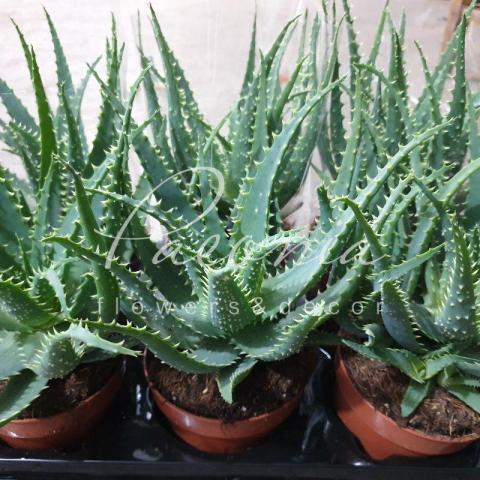 Алое 12*30 деревоподібне arborescens