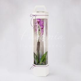 Сумочка флористическая из картона 170*195*750мм с прозрачным дисплеем для орхидей белый