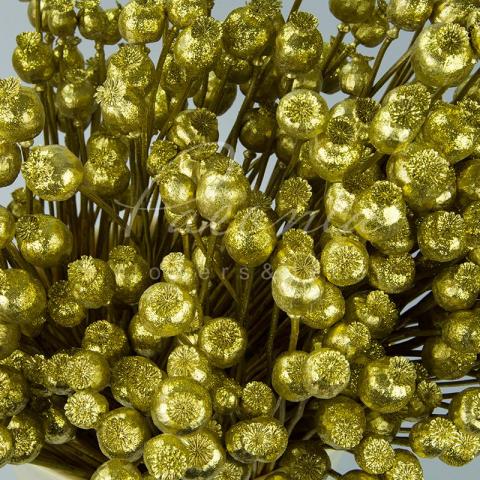 Сухоцвет коробочки мака высота 50см золотой Сухоцвет коробочки мака высота 50см золотой