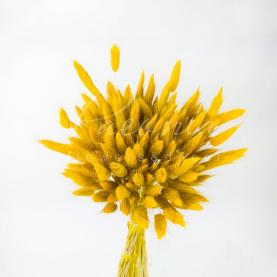 Сухоцвіт Лагурус натуральний пучок 60гр жовтий