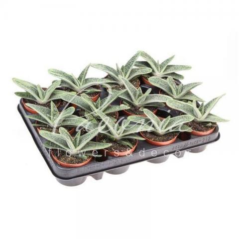 Гастерия 9*10 Little Warty