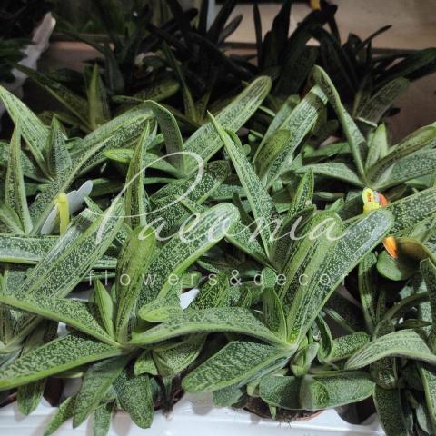 Гастерия 9*10 Little Warty Гастерия 9*10 Little Warty
