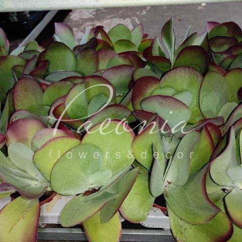 Сукулент 11*20 Kalanchoe Red Lips