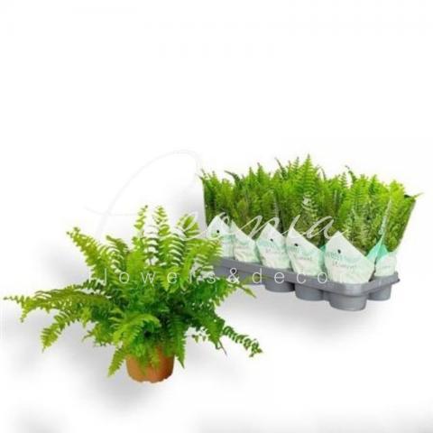 Нефролепіс 12*30 Green Moment