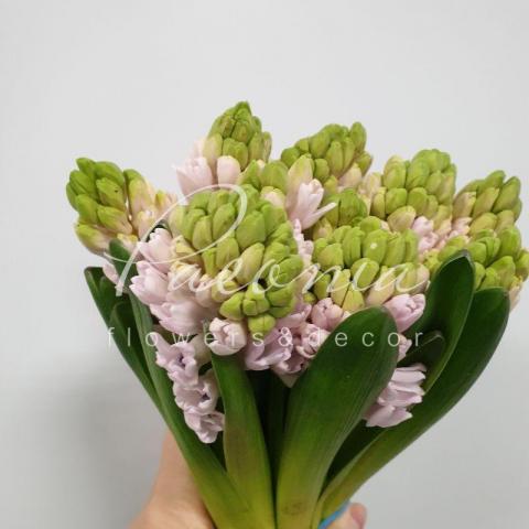 Гиацинт China Pink розовый 26см