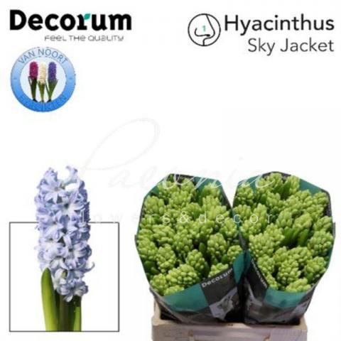 Гиацинт Sky Jacket голубой 30см