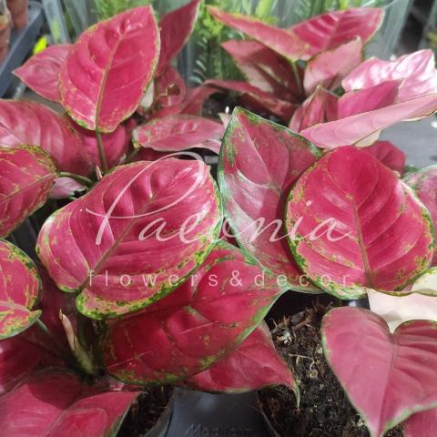 Аглаонема 12*25-30 Red Joy