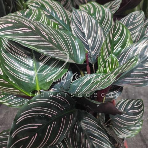 Калатея 12*35 Sanderiana Ornata
