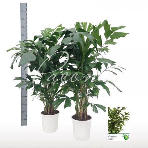 Пальма 24*130 Caryota Mitis