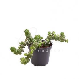 Крассула 06*08 Hottentot