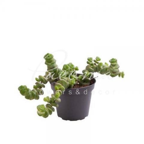 Крассула 06*08 Hottentot