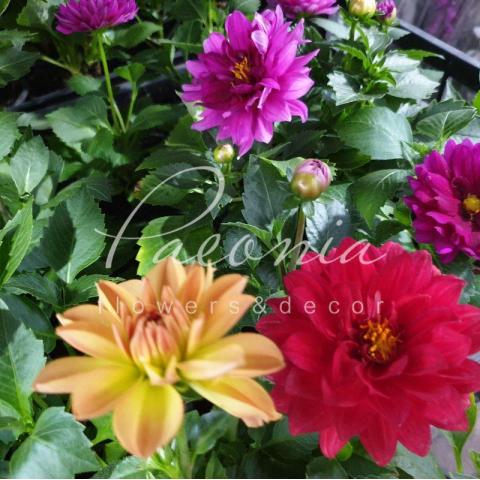 Георгина 12*20 Dahlia микс (пр-во Украина)