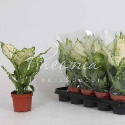 Диффенбахия 12*35 Amy