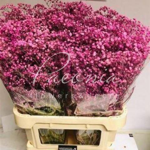 Гипсофила крашеная малиновая 80см