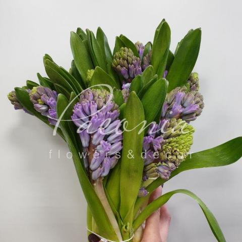 Гиацинт Purple Star нежно-фиолетовый 26см