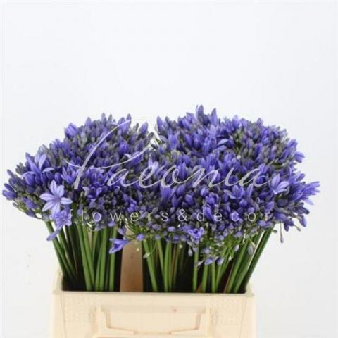 Агапантус Blue Giant 40см