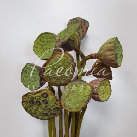 Лотос Nelumbo Nucifera 60см