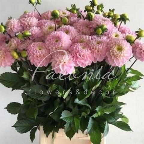 Жоржина Ball Wizz Of Oz рожева 40-45см