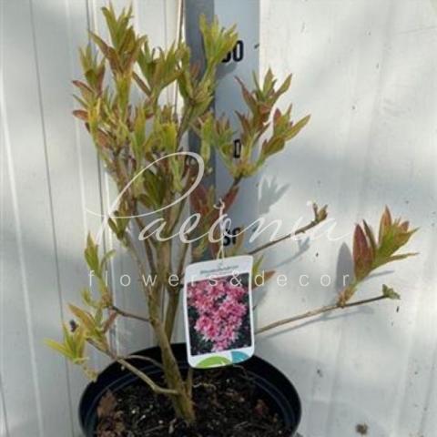 Рододендрон 21*30 catawbiense Roseum Elegans рожевий (вуличний)