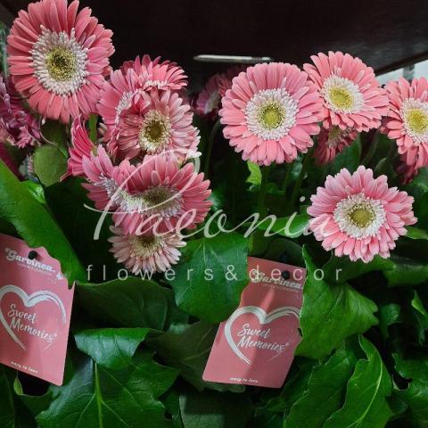Гербера 15*35 Garvinea Sweet Memories