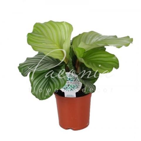 Калатея 14*45 Orbifolia