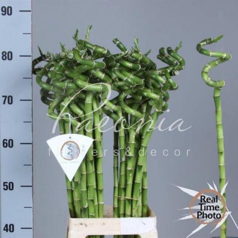 Драцена Lucky Bamboo Spiral 80см