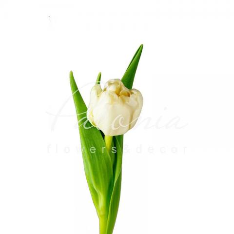 Тюльпан Double Northcap білий 35см Тюльпан Double Northcap білий 35см