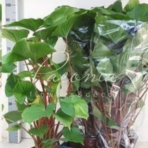 Хомаломена 19*80 rubescens Maggy