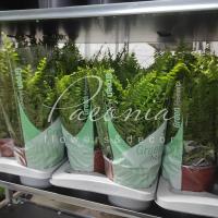 Нефролепіс 17*45 Green Moment Нефролепіс 17*45 Green Moment