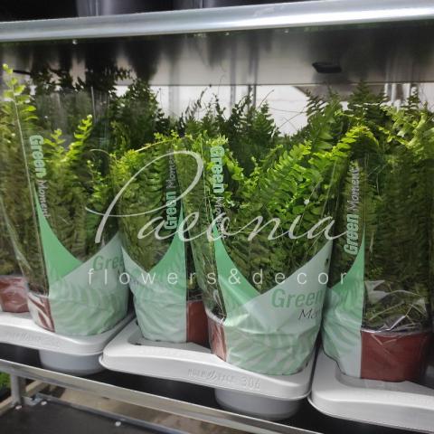 Нефролепіс 17*45 Green Moment