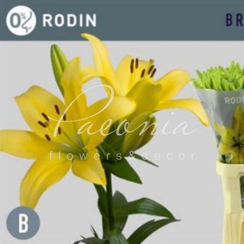 Лілія Rodin жовта 85см