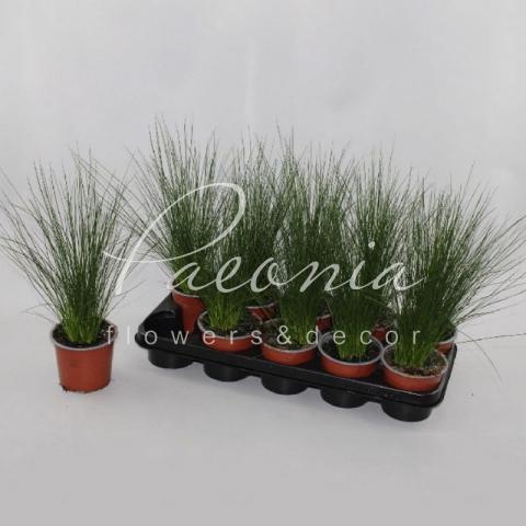 Джункус 12*40 Pencil Grass