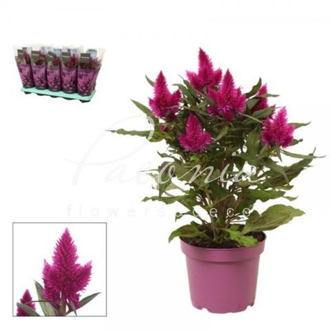 Целозія 12*35 Deep Purple (decorum)