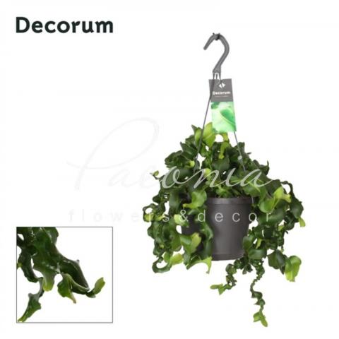 Епіфілум 17*40 Guatamalense у підвісі (decorum)