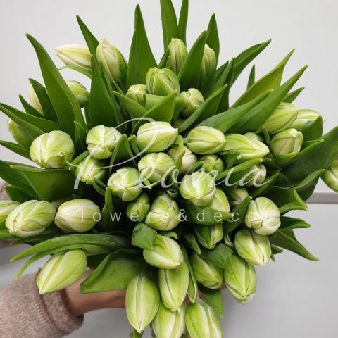 Тюльпан Double Northcap білий 35см Тюльпан Double Northcap білий 35см