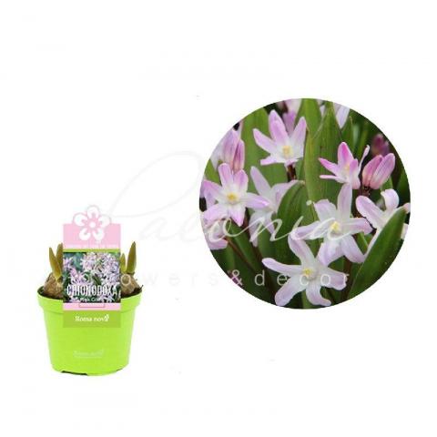 Хіонодокса 09*10 рожева