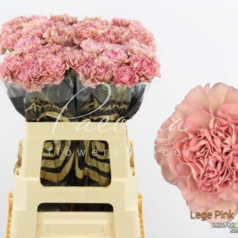 Гвоздика Lege Pink 60см