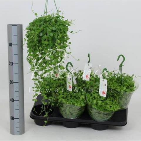 Дисхідія 14*35 Nummularia у підвісі
