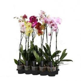 Фаленопсис (орхидея) 12*80 1 ствол микс А2 (Ter Laak Orchids) Фаленопсис (орхидея) 12*80 1 ствол микс А2 (Ter Laak Orchids)