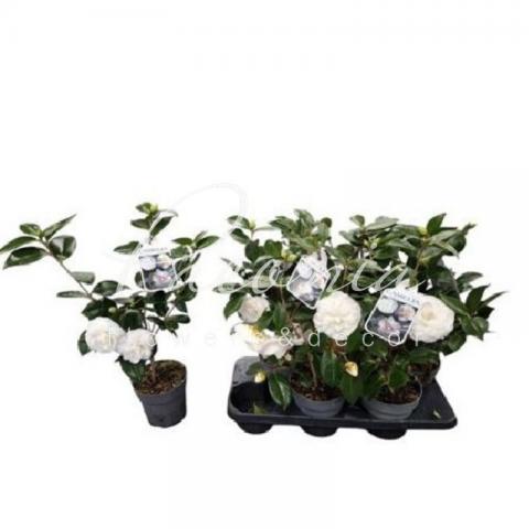 Камелия 15*40 белая