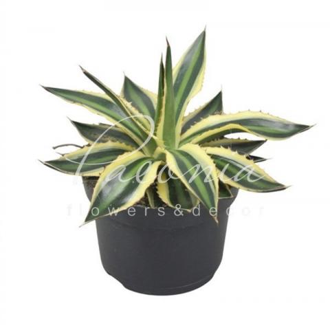 Агава 13*20 Lophanta Quadricolor
