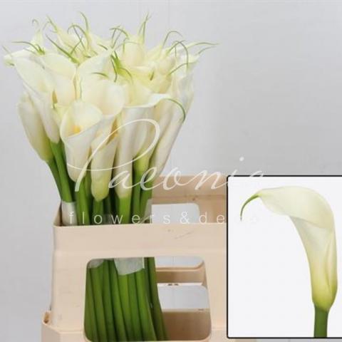 Калла Aethiopica Eydolls White 60см