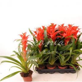 Гузмания 9*40-45 красная Ostara