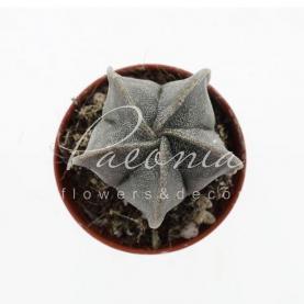Кактус 5*8 Astrophytum Myriostigma