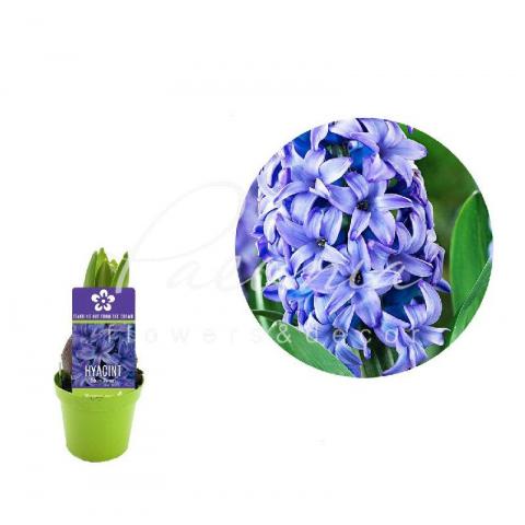 Гиацинт 06*08 голубой Blue Pearl