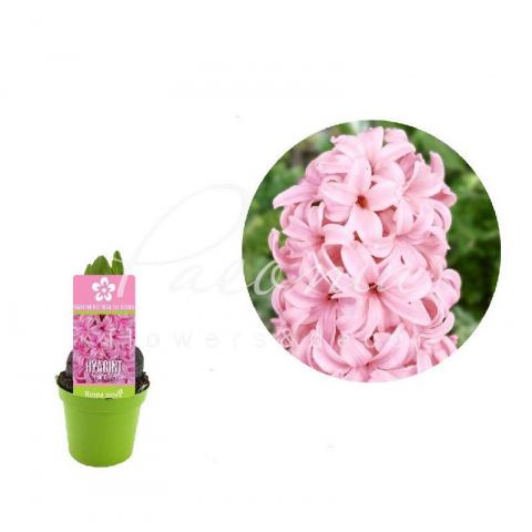 Гиацинт 06*08 розовый Pink Pearl